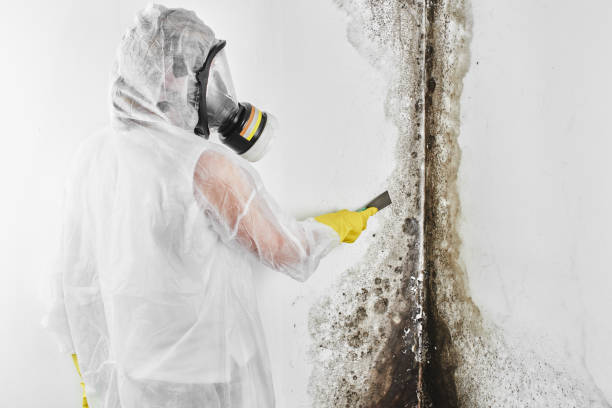 Best Mold Damage Repair  in Westover, WV