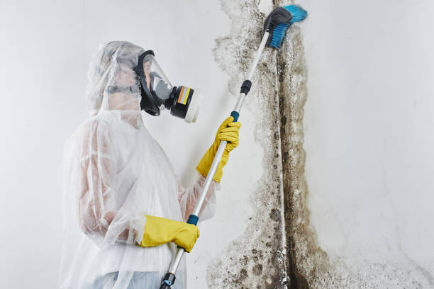 Best Mold Cleaning Services  in Westover, WV