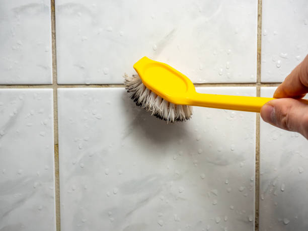 Best Affordable Mold Removal  in Westover, WV