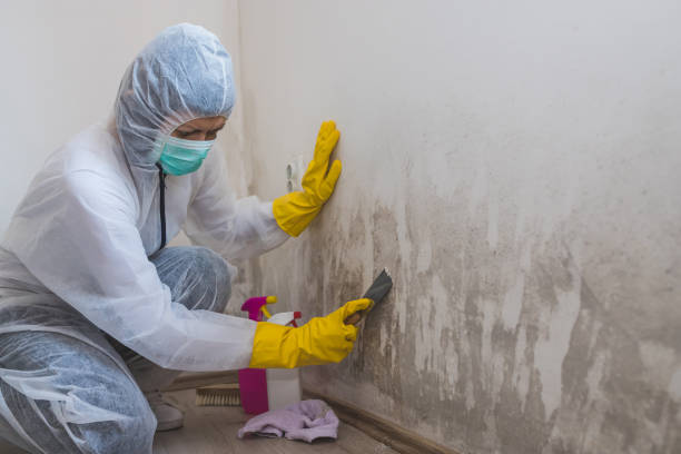 Best Mold Remediation  in Westover, WV