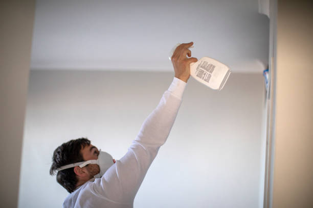 Best Black Mold Removal  in Westover, WV