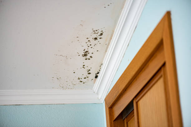 Best Office Mold Removal Services  in Westover, WV
