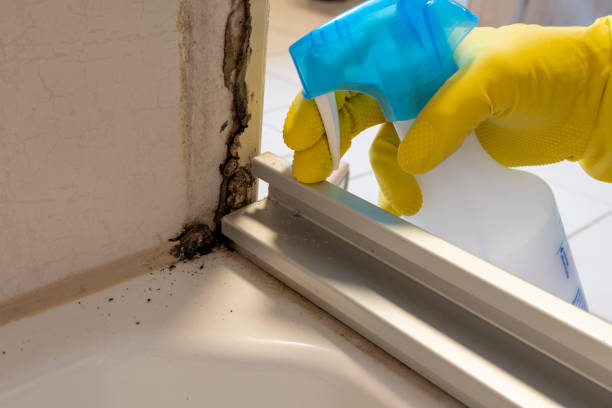 Best Attic Mold Removal  in Westover, WV