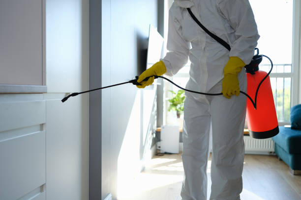 Best Professional Mold Removal  in Westover, WV