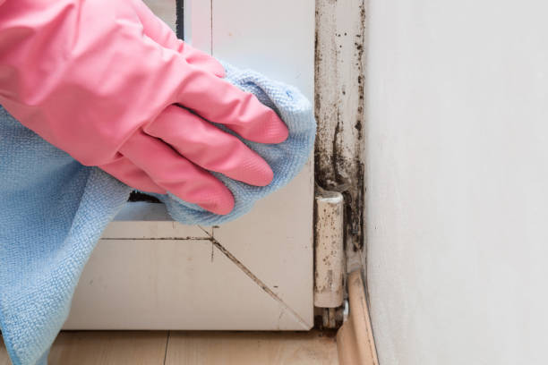 Best Mold Removal Specialists  in Westover, WV